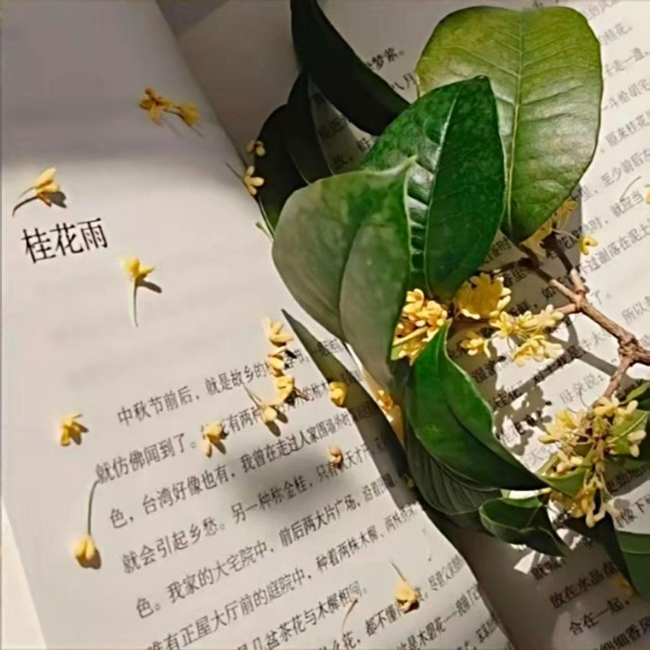桂花雨封面