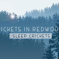 Sleep Crickets