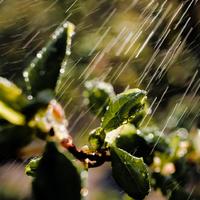 Regenklänge Lysann Hofs