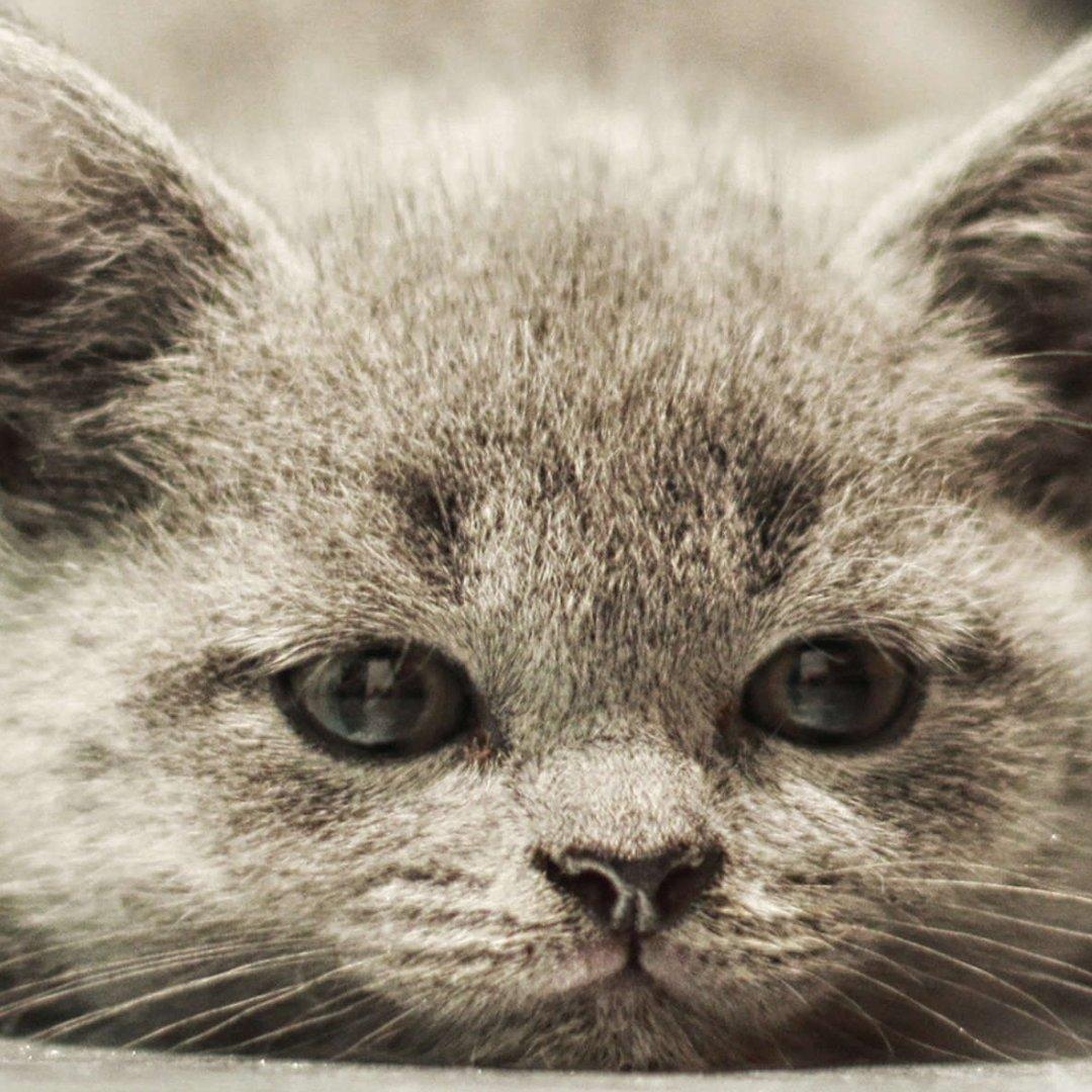 我家猫叫小黑_vnex