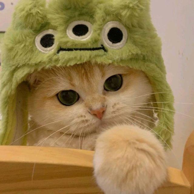 闪闪发光的oBooo