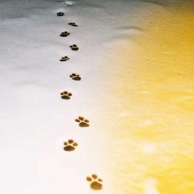 关于小熊(cover:蛋堡)