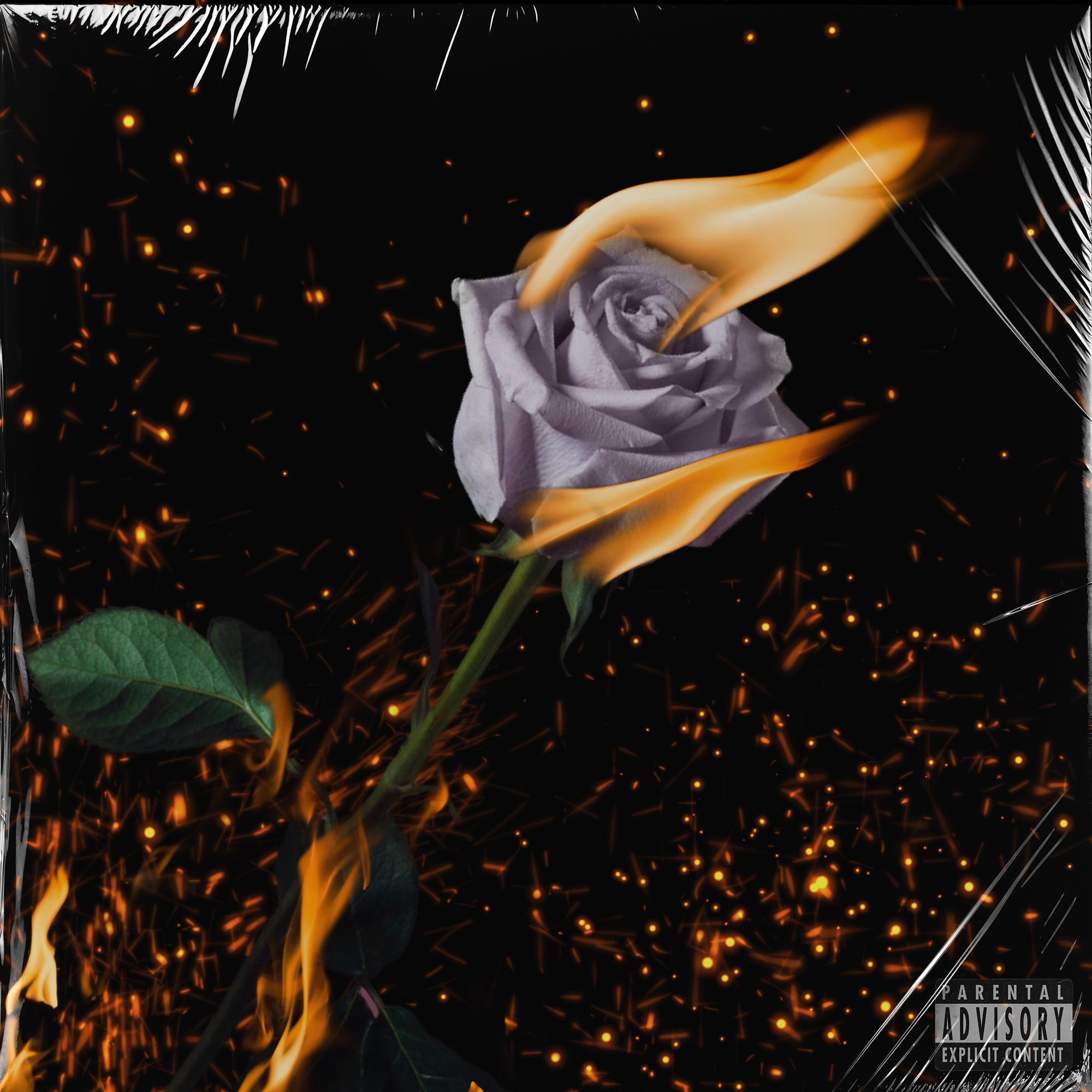 烧束玫瑰，至死不渝