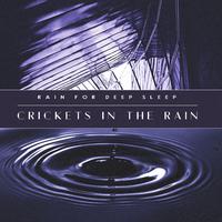 Crickets in the Rain