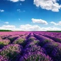 花花宇宙 (DJ版)封面