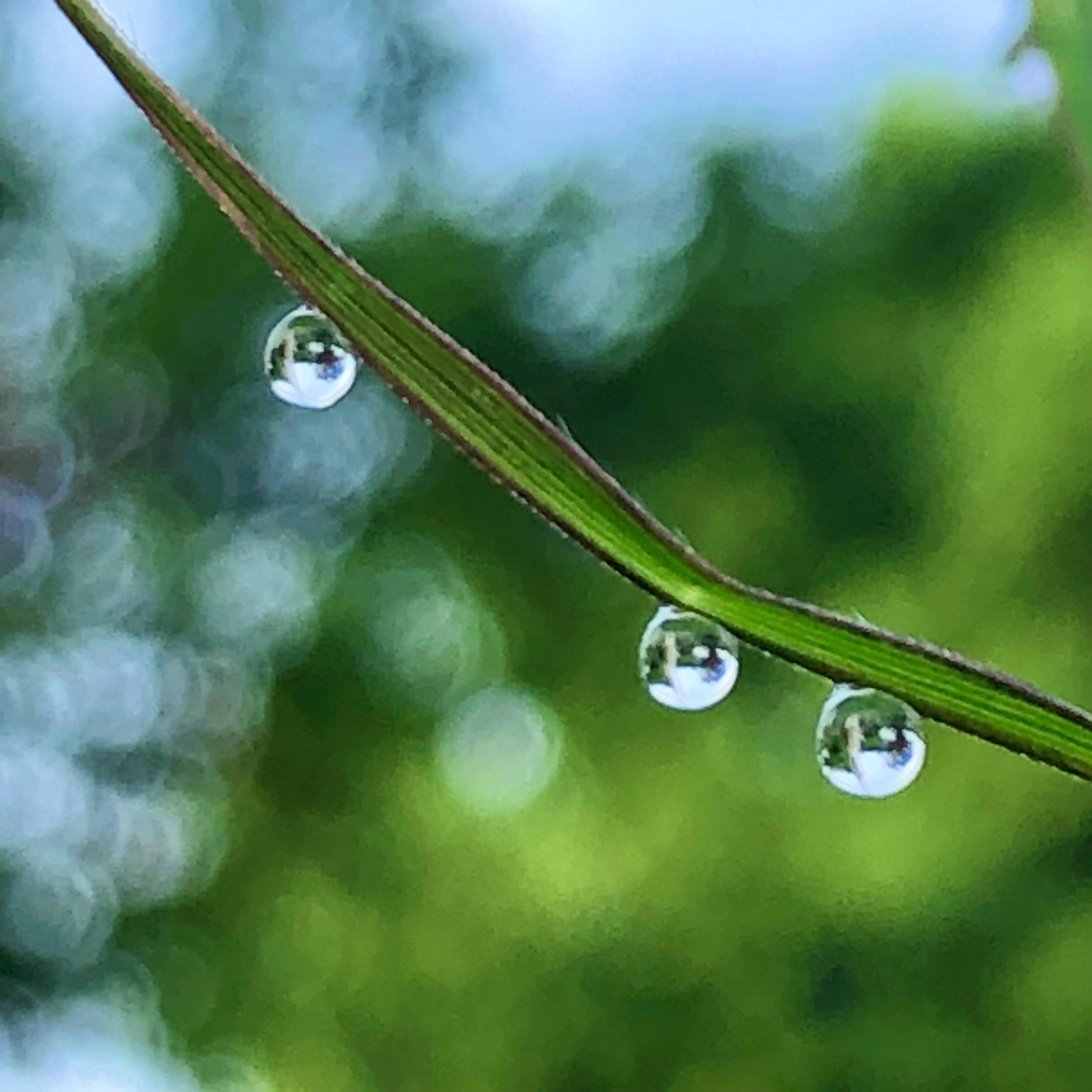 Morning Dew Light Source