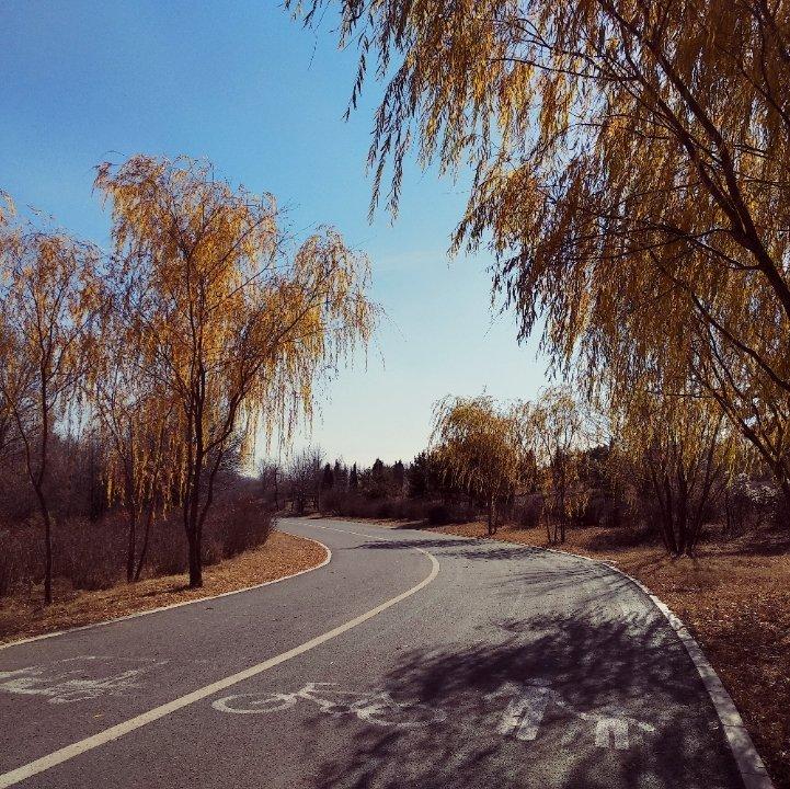 X纯音乐爱好者X