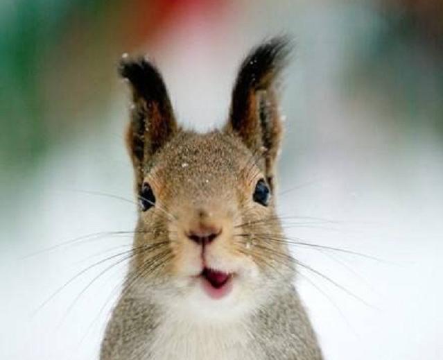 松鼠专用音乐 109951163003155409.jpg?param=640y300