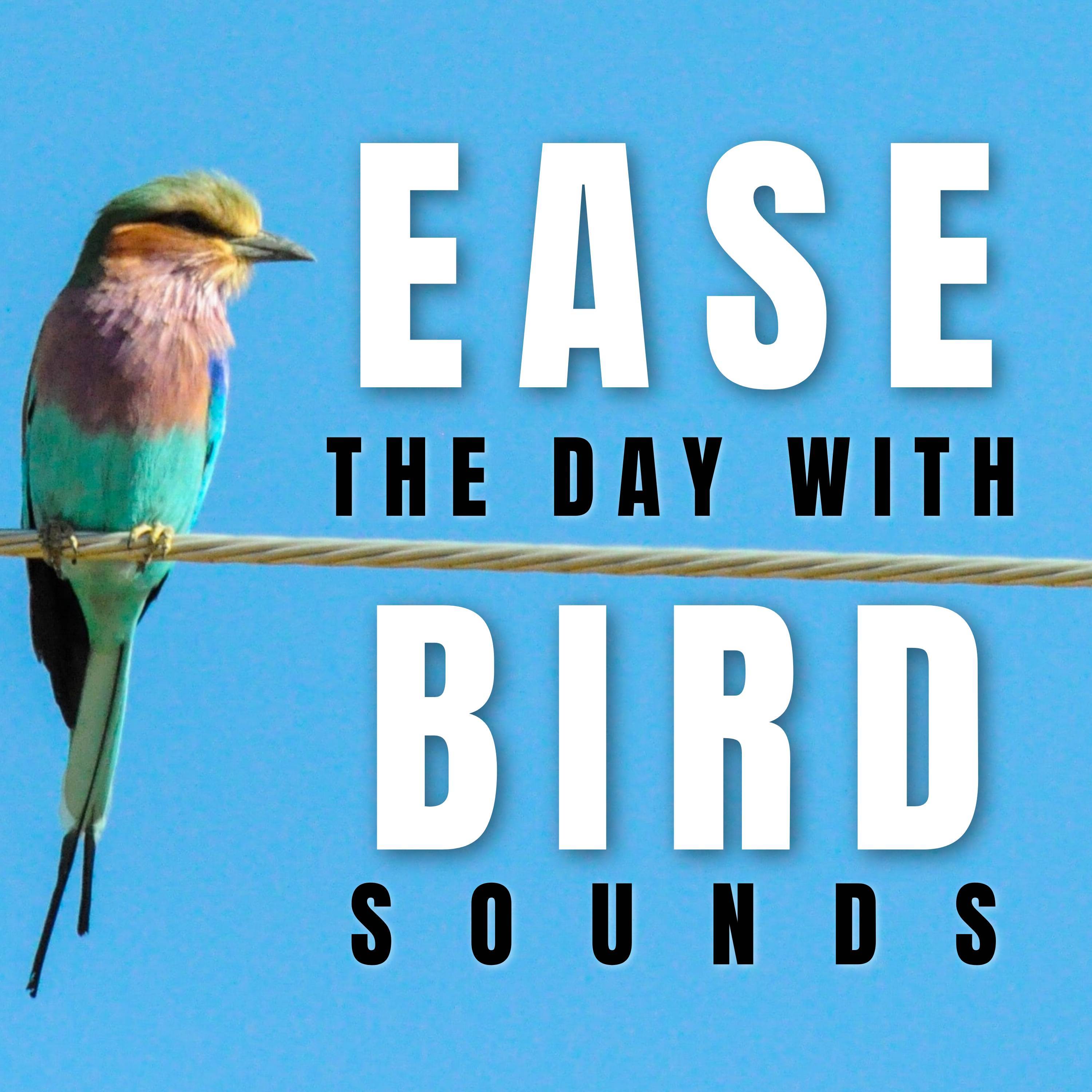 Birds Sounds