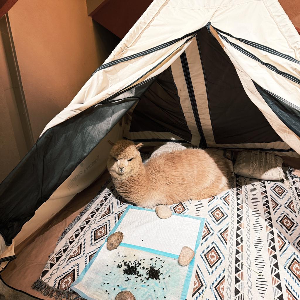 我是小学生米少爷