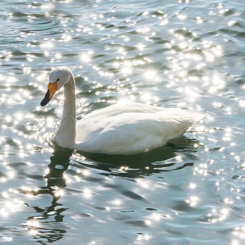 Saint-Saens:Le cygne