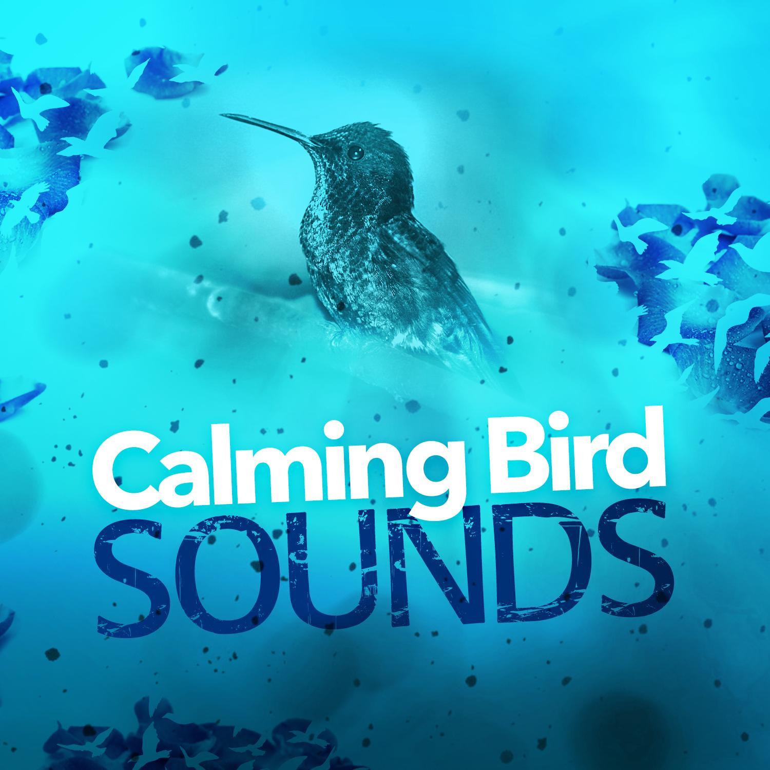 Birds in the Morning