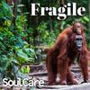 SOULCARE - Fragile