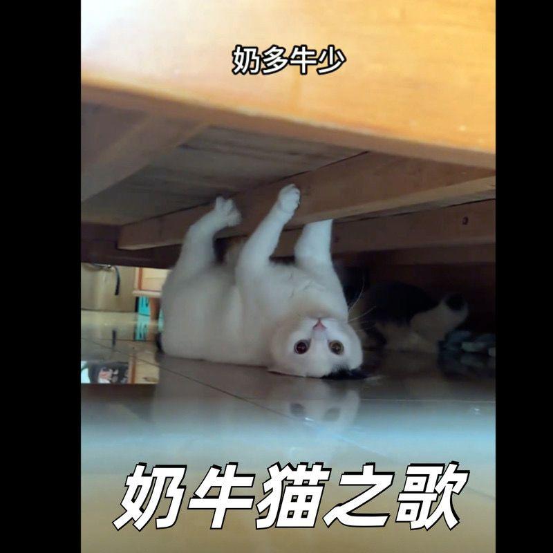 奶牛猫之歌