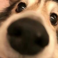 渔屿予