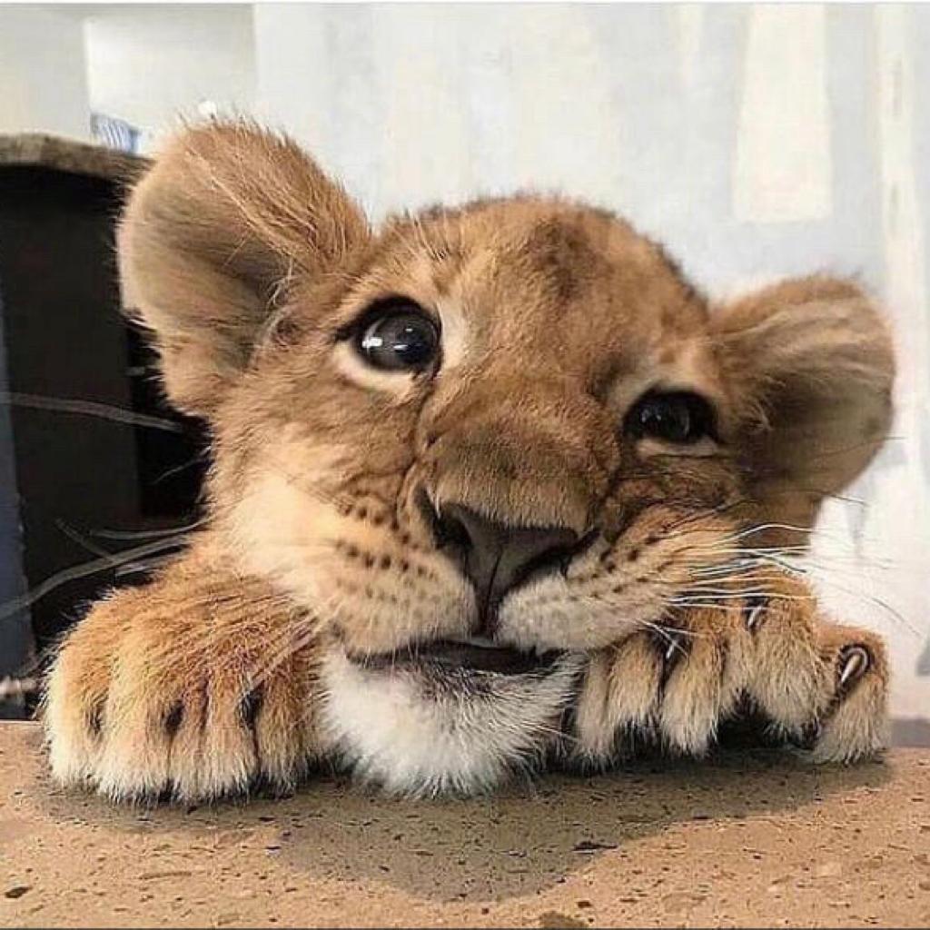 titi听完这首就睡啦