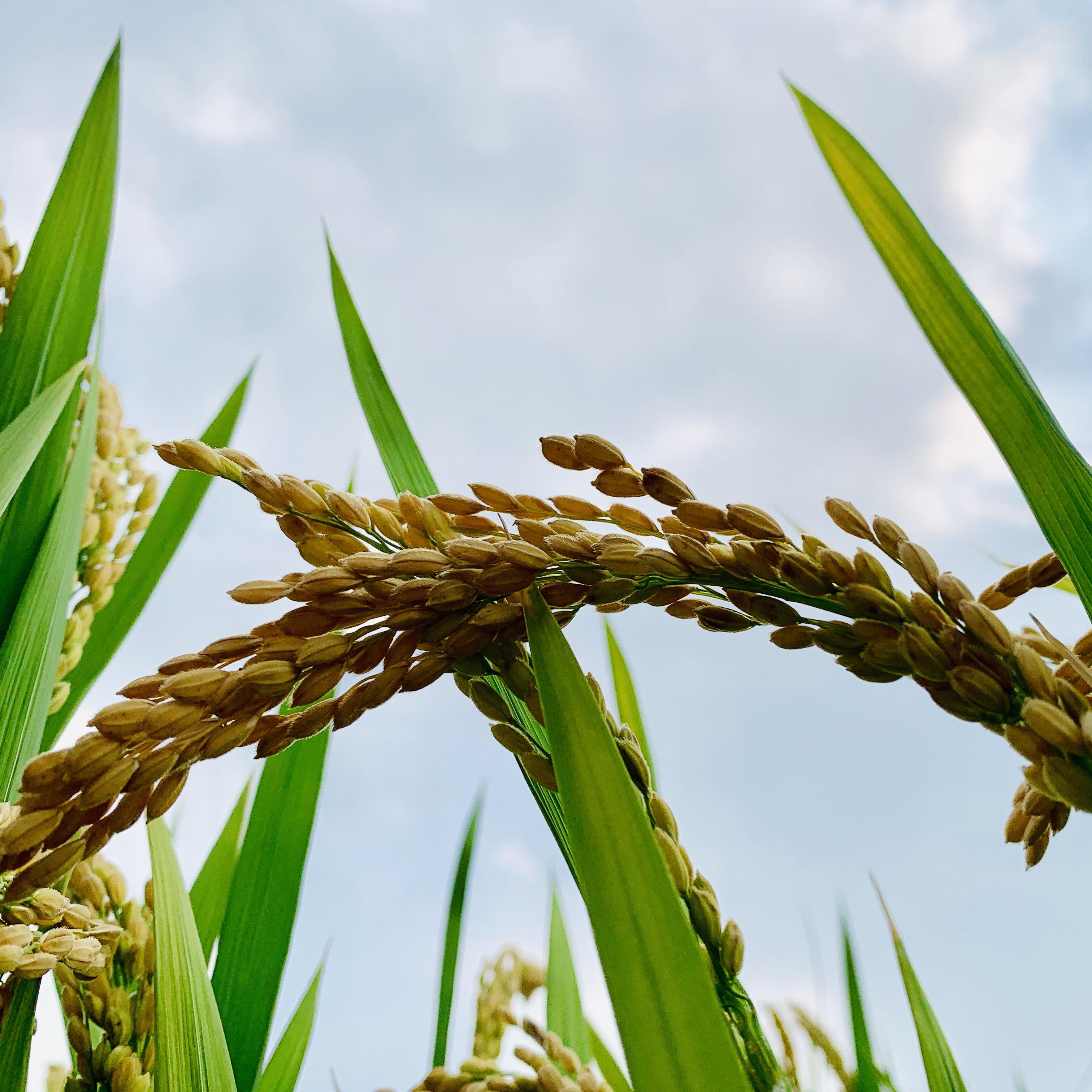 笃笃笃 卖糖粥（重制版）