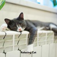 Relaxing Cat