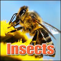 Insects: Sound Effects