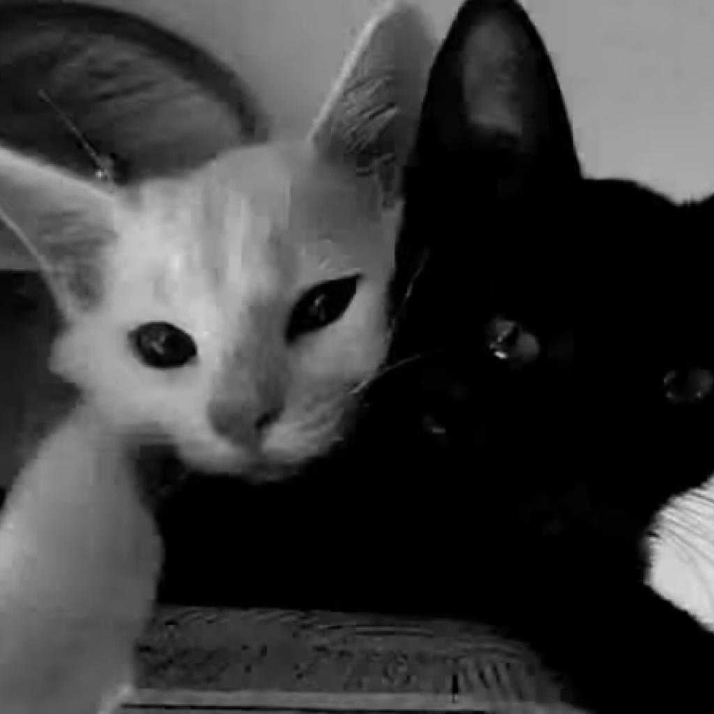 养一只小猫名叫三月