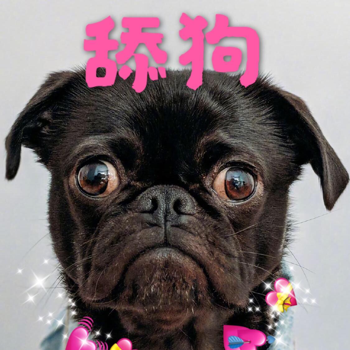 舔狗封面