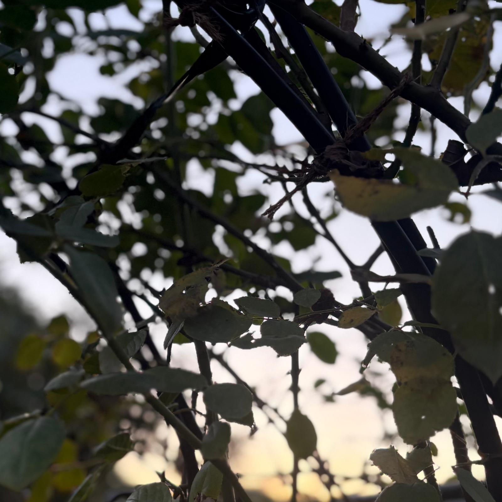 スノータウン (feat. 歌愛ユキ)