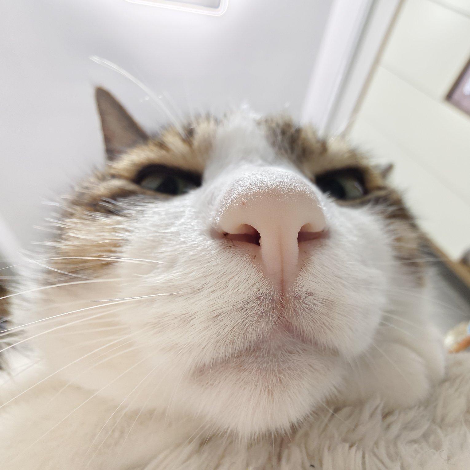 AzusagawaSakuta-SakurajimaMai