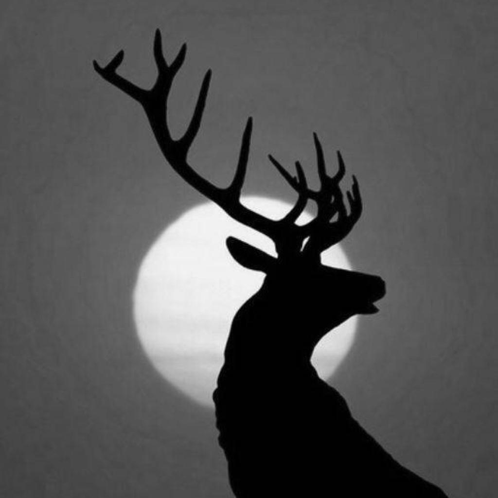 永远有肝不完的ddl