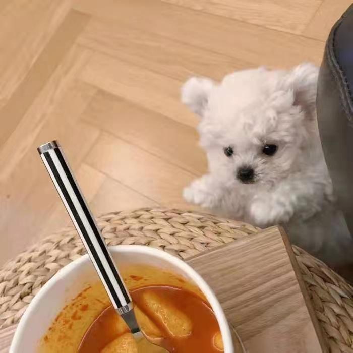牧羊少年封面