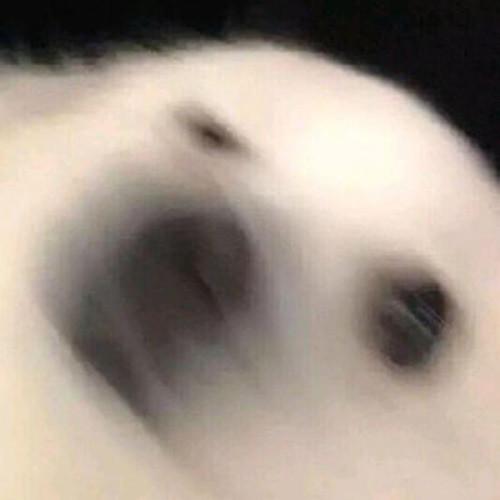 此地无银二百两封面