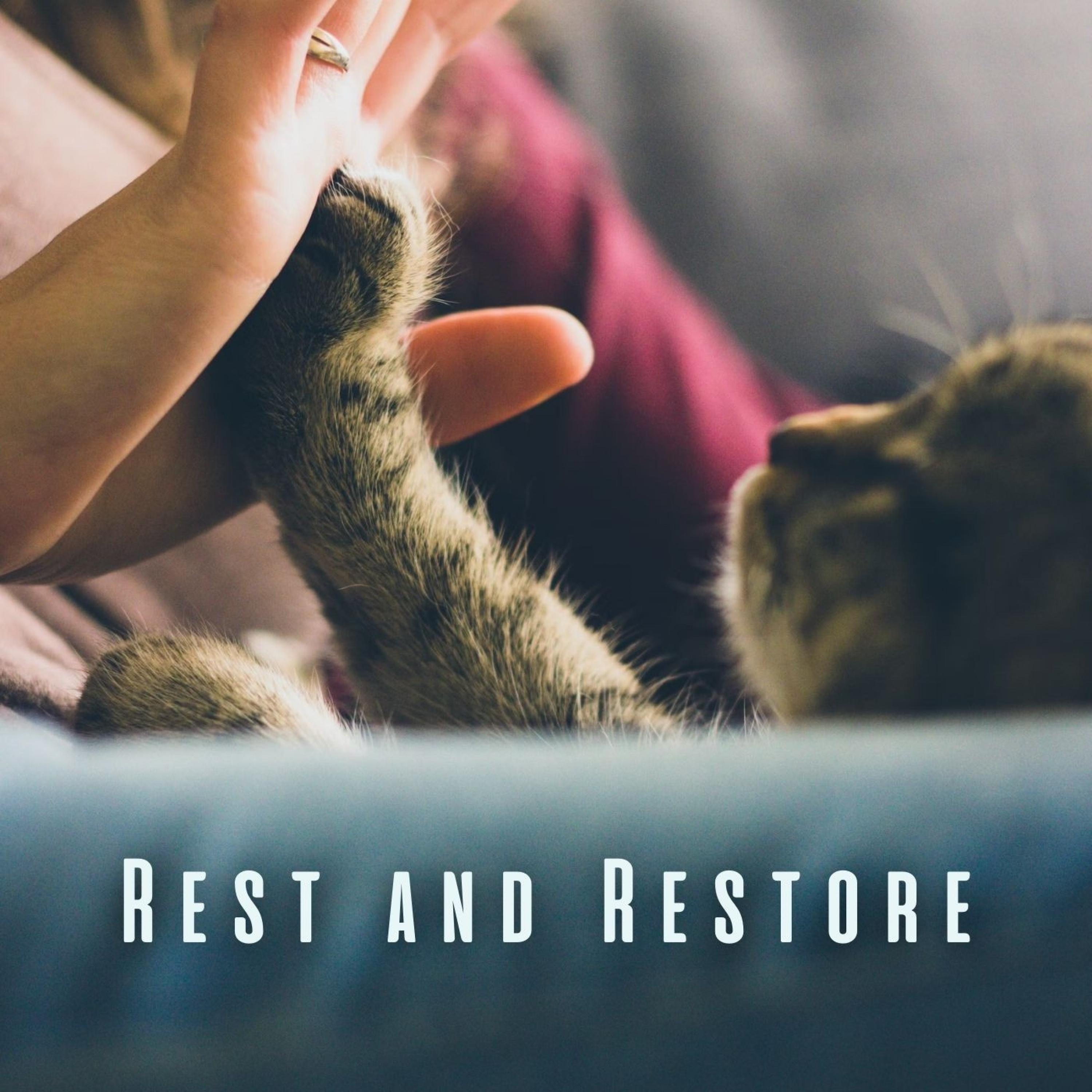 Temporary Foster Care: A Lifesaver for Cats in Need