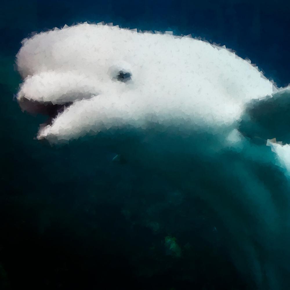 Beluga