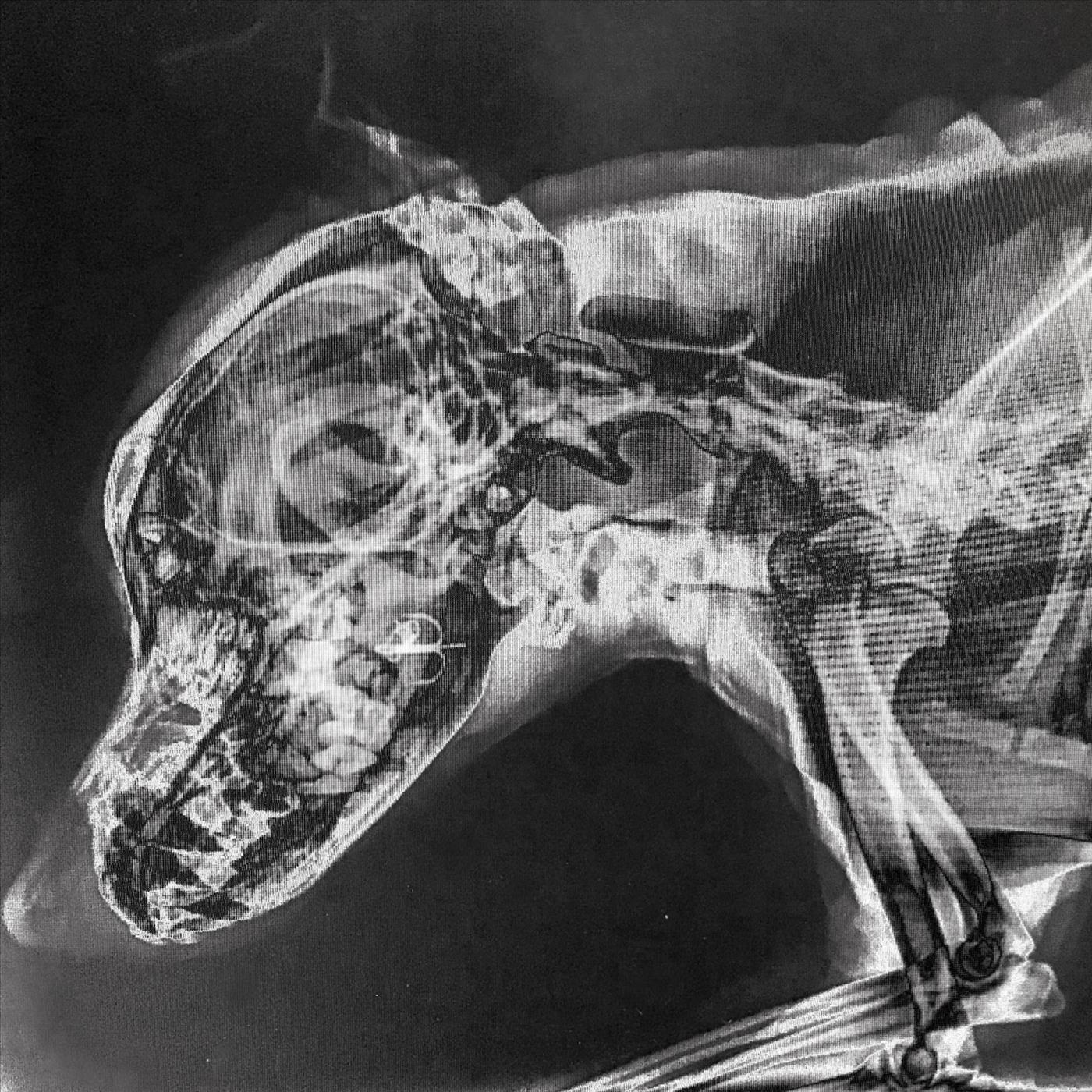 The Dogs (Rairie Remix)