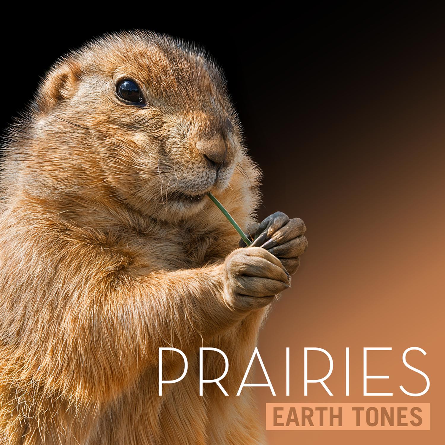 In The Elephant Grass