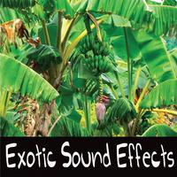 Exotic Sound Effects