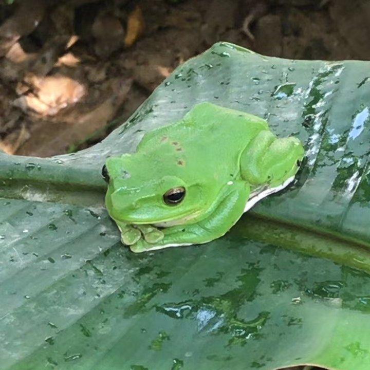 迎客歌封面