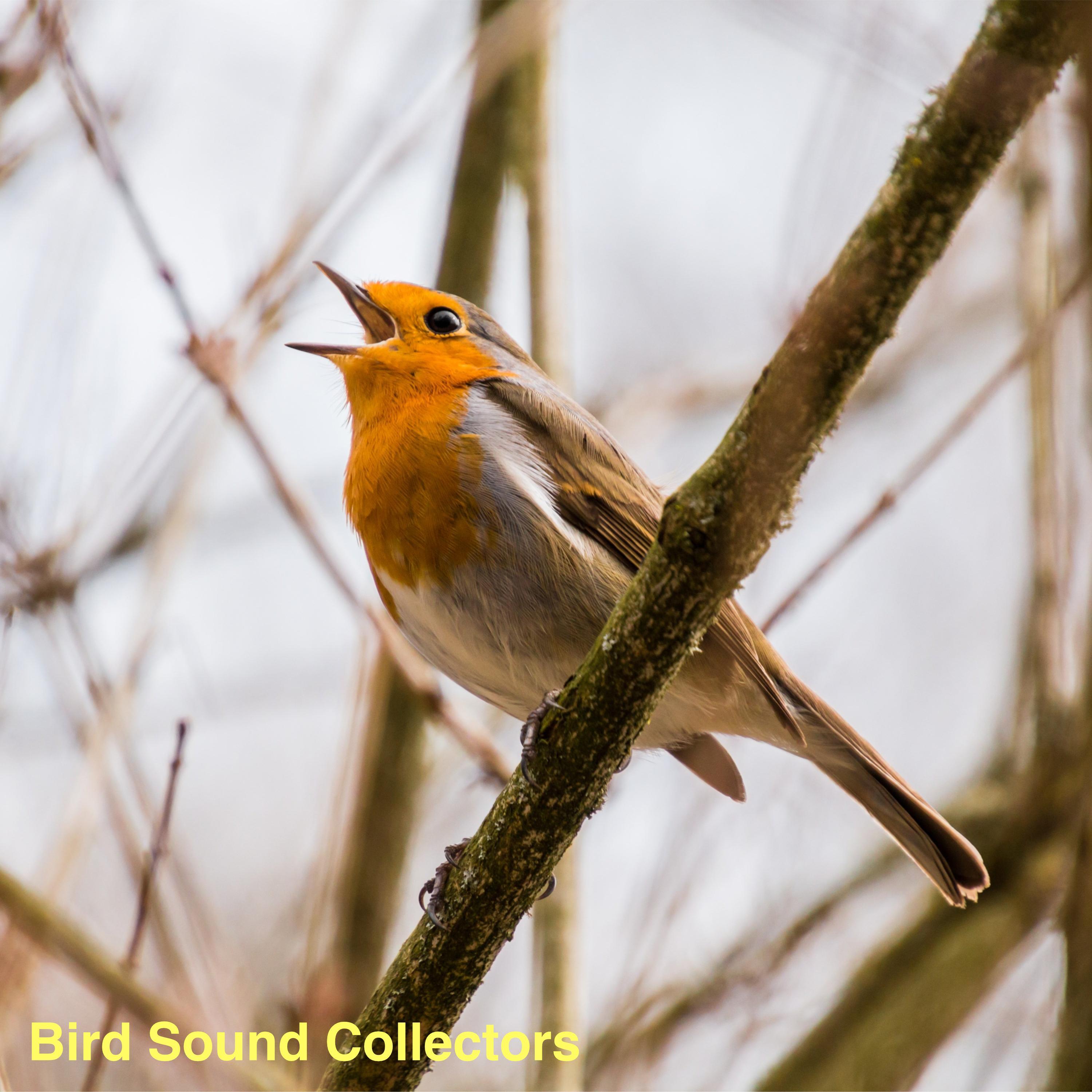 Dog Walking Sounds with Birdsong
