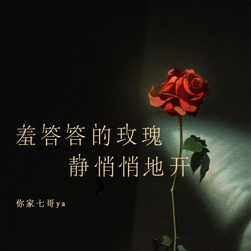 羞答答的玫瑰静悄悄地开封面