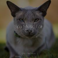 Spa Music For Cats