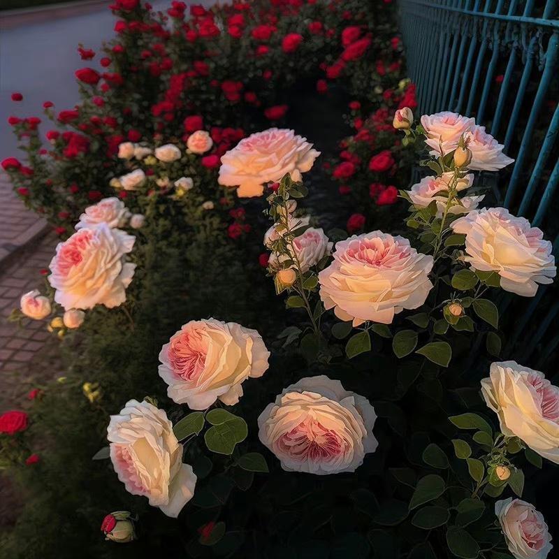 Aslima kona kuylar回忆老牌子曲