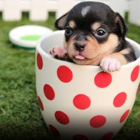 Musique pour Chiens资料,Musique pour Chiens最新歌曲,Musique pour ChiensMV视频,Musique pour Chiens音乐专辑,Musique pour Chiens好听的歌