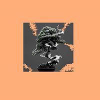 Bonsai, Vol. 1