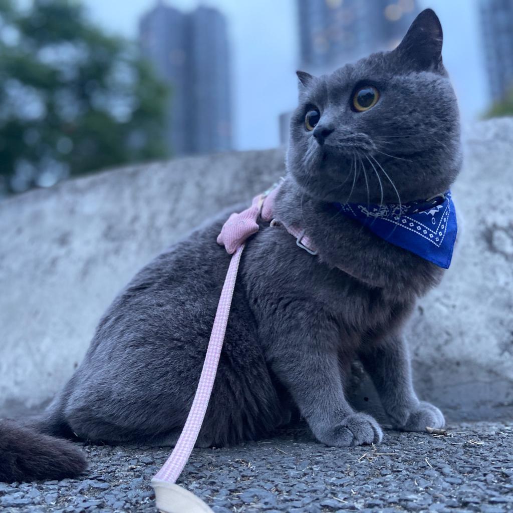 DyLan_偶像是贱贱