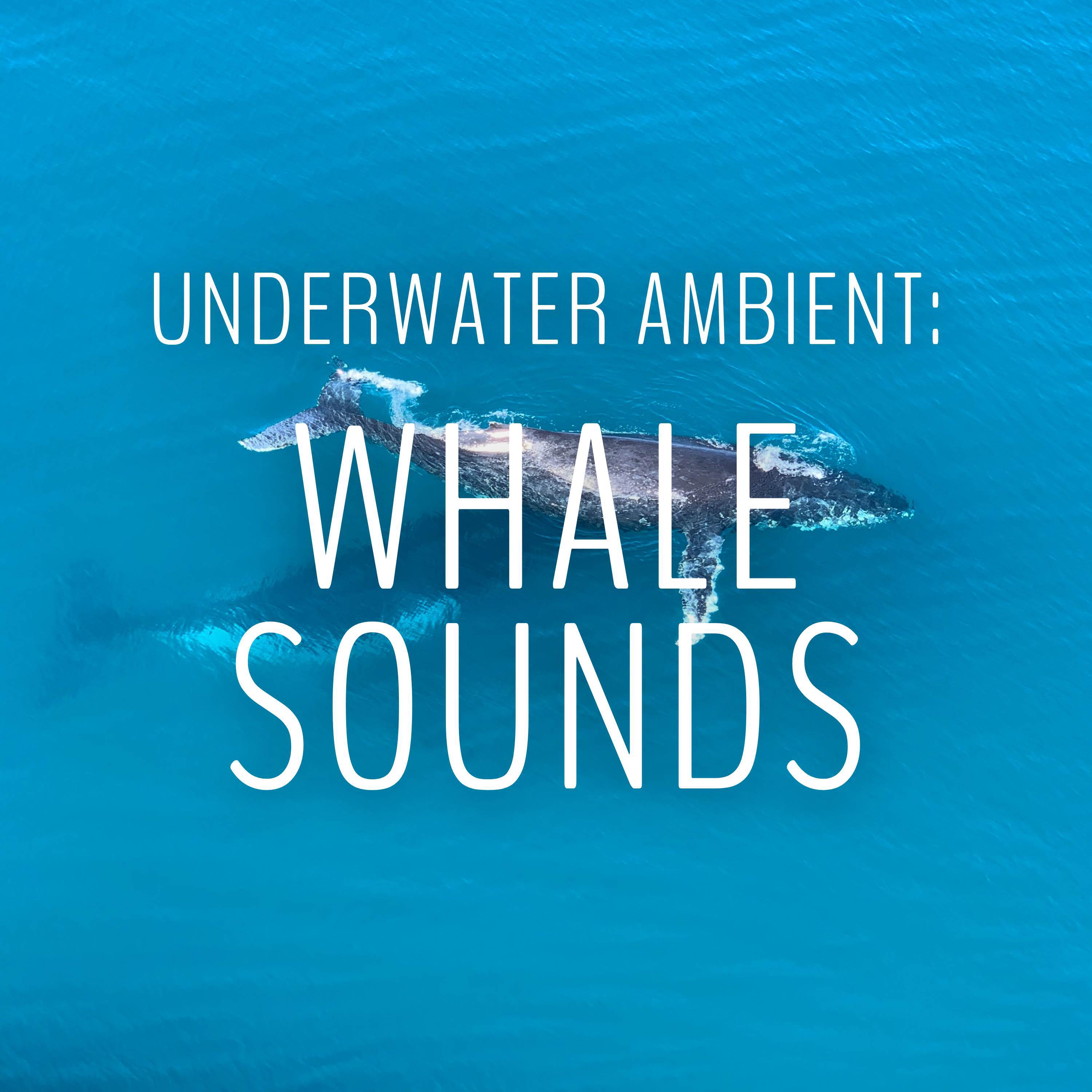 Deep Whale Songs - Whale Sounds/Nature Sounds Nature Music/Whale Sounds