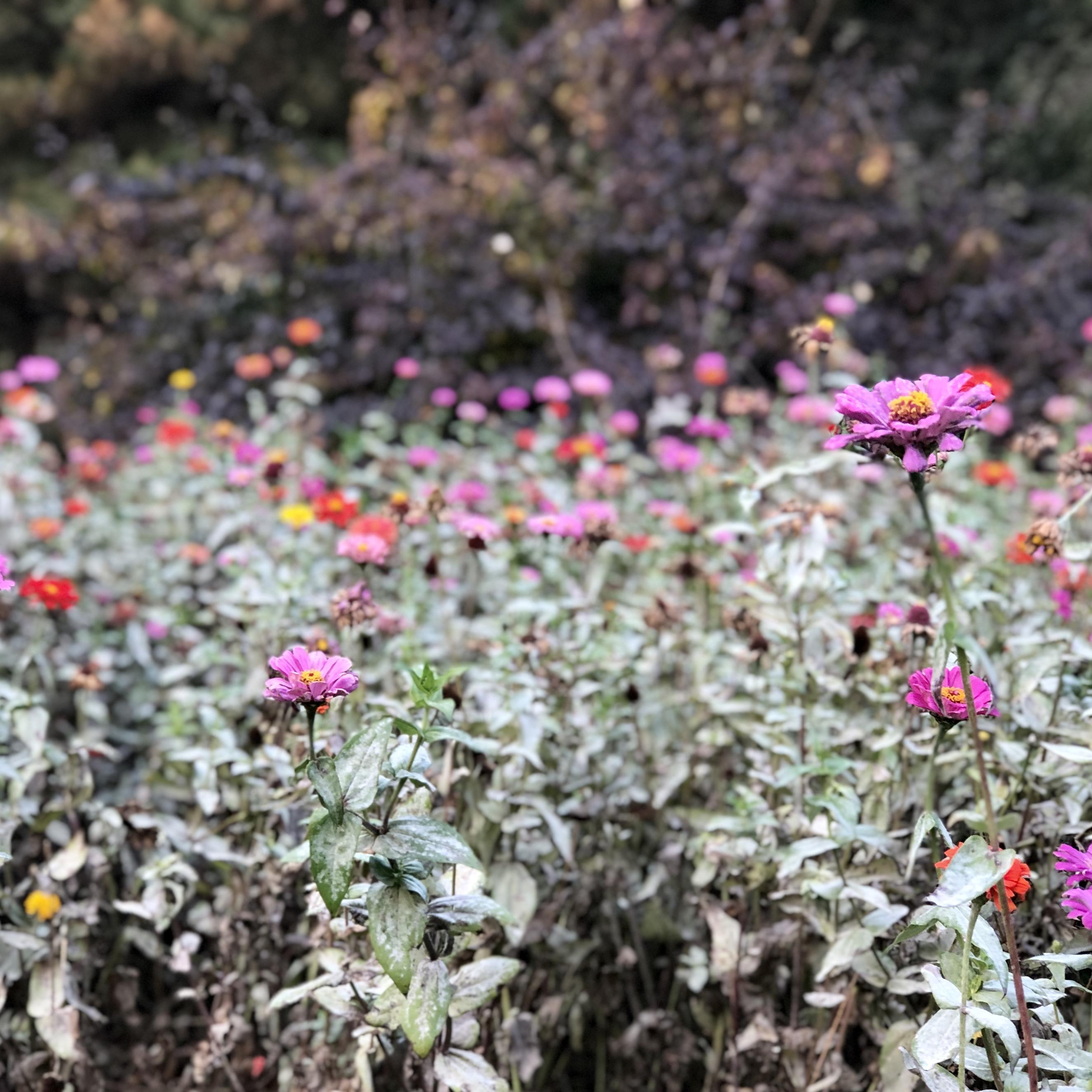 山口百恵-蝉鸣（国语版《秋樱》）（舒夕纭 remix）