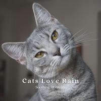 Cats Love Rain: Soothing Moments