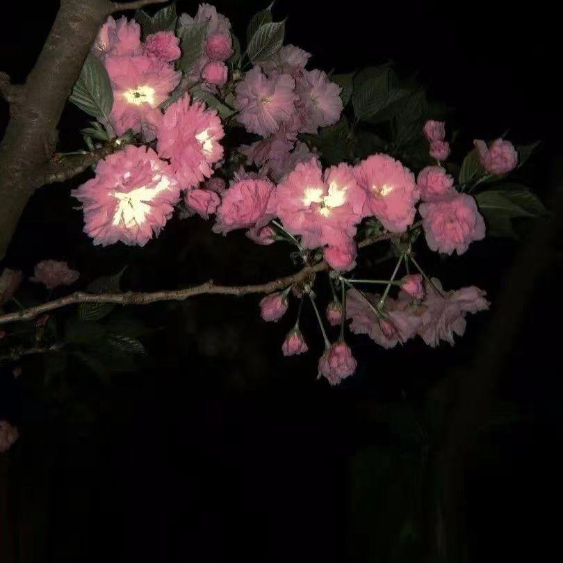 青空（钢琴曲）