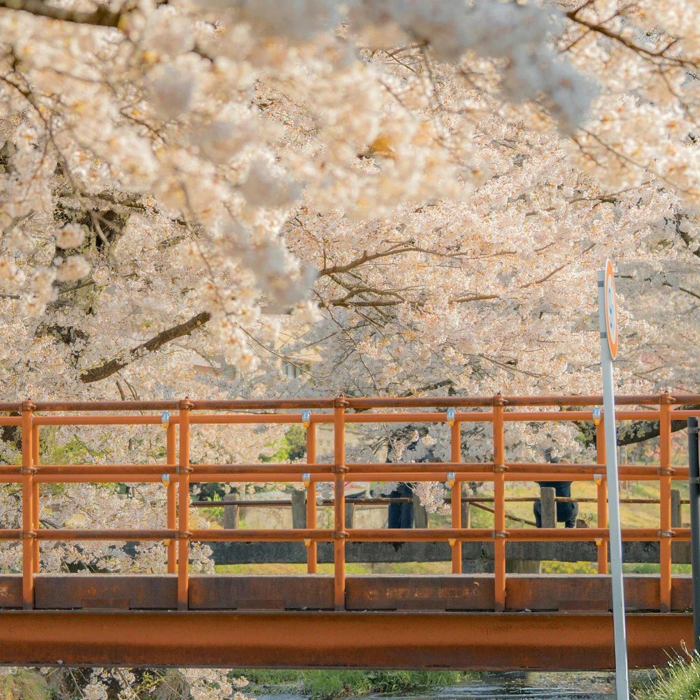 Spring｜赴一场春和景明