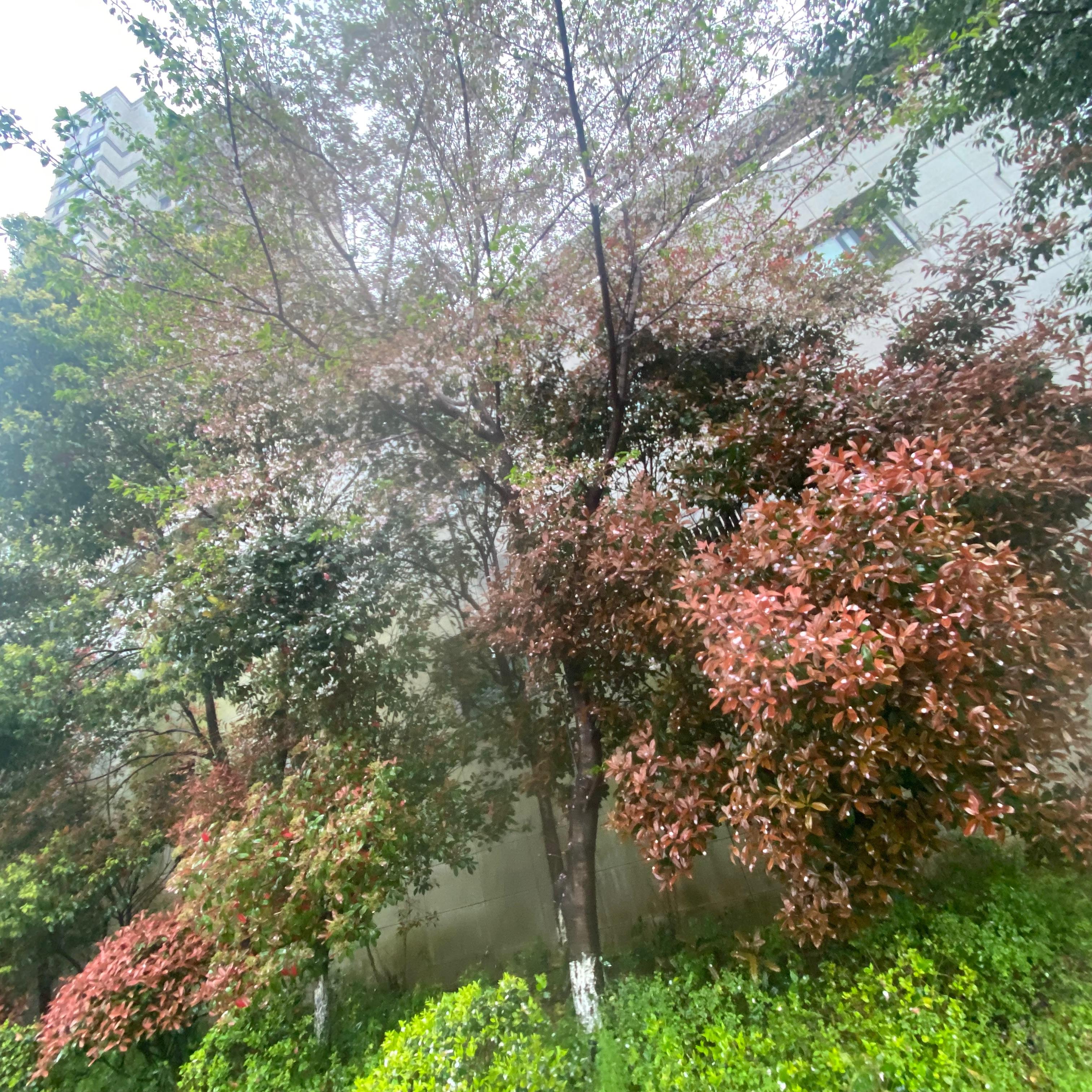 无果的花 - YZ封面