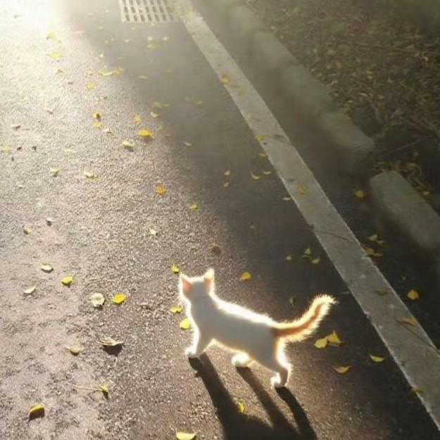 一个人的圆满_晴日西多士_雨落完，就忘了他 | 在线播放_一个人的圆满歌词_一个人的圆满下载 | 网易云音乐